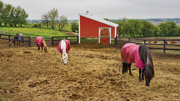 Spring horses in a corral in Wisconsin