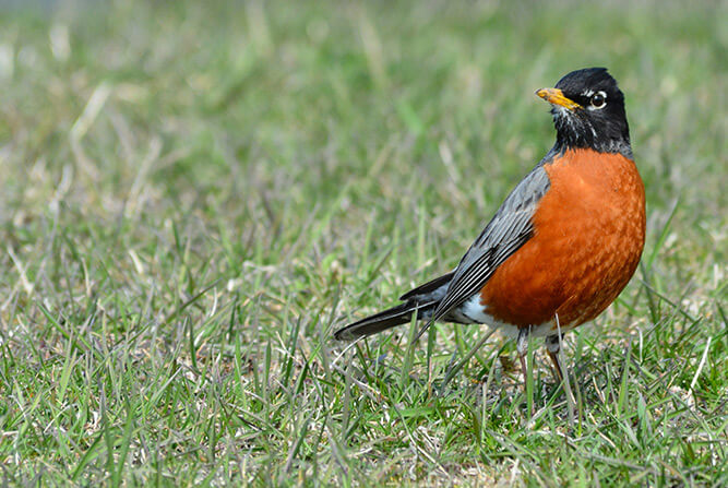 First Robin of Spring