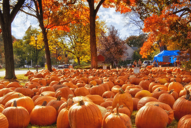 Pumpkin Patch